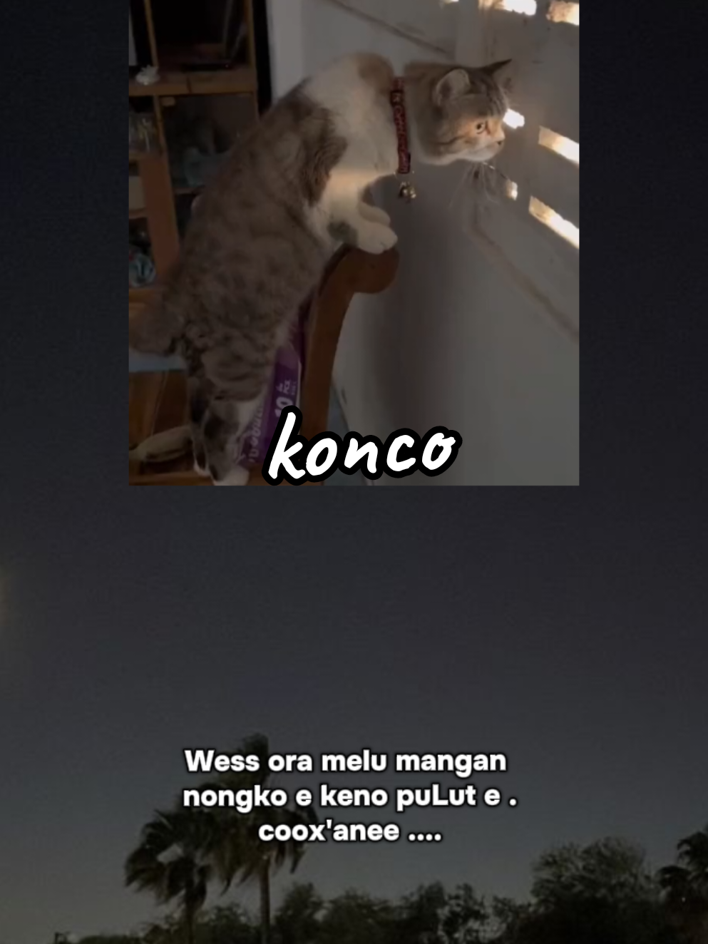 KONCO KOPLAK .... #video kocak 