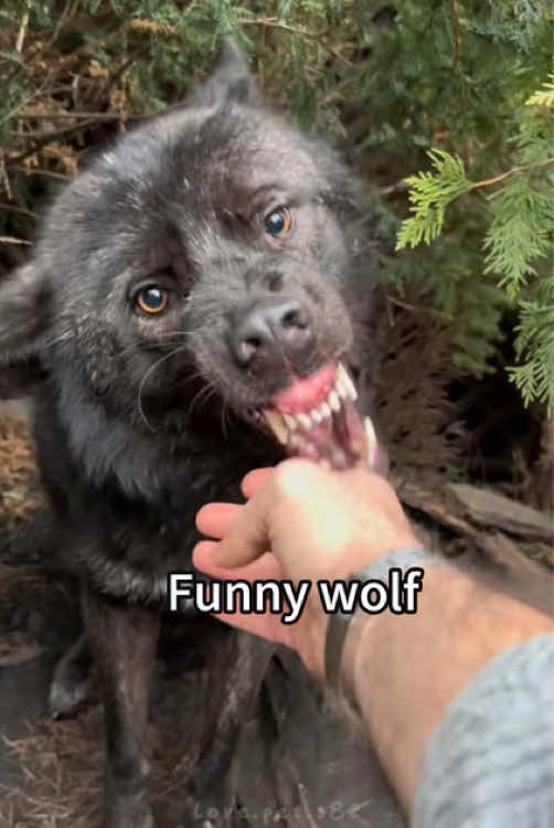 Funny wolf😍😘 #wolfcabin #wolf #canada #puppy #puppies #pups #cucciolo #cuccioli #dogs #lovedogs #amoilmiocane #cane #cute #Love #wolf #wolf #paw #friends #lovethem #thesekids #mylife #wolves #wolfsanctuary #NOTpets #rescue #howl #wolfpack #fyp #wolf #wolves #wolfpac #howlingwolf #wolfhowling #howling #howl #animalsworld #wolf #tiktok #fyp #amazinganimals #baby