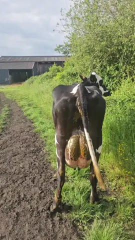 I got home this morning and my husband said there was a calf outside. So before feeding the calves, we went and got her from the pasture. After I brought her to the barn, my husband went with the tractor and got not just one but two calves. She was given calcium and a bolus to help prevent milk fever, especially after having two! #dairy #twins #farmlife 