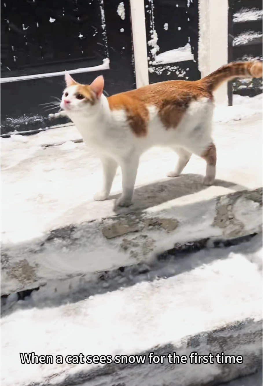 Cats like snow #fyp #tiktok #funnyvideo #foryou #cute #pet #catsoftiktok #cat #Love #happy #Tiktok #funnyanimals #funnycats 