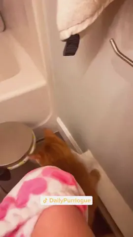 #cat #catsoftiktok #catlovers #cats #funnycats #catlover #funnycat #fyp 