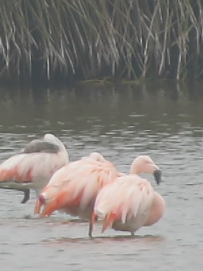 Nos fuimos de visita al Santuario Nacional Las Lagunas de Mejía para disfrutar del sonido del mar mientras observamos una gran variedad de aves #beauty #bestarequipatours #mejia #birdwatching #birdwatcher 