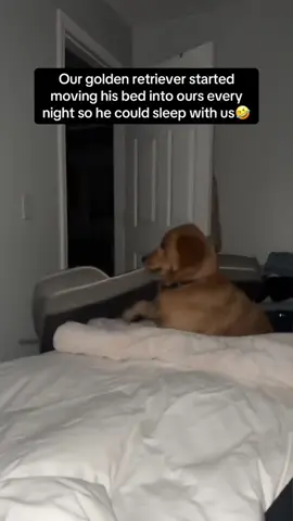 Dogs are very clingy when they sleep #dog #tiktok #dogs #funnyvideos #dogsoftiktok #usa🇺🇸 