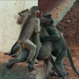 Uh-oh! Baby monkey gives Rainbow a shocking surprise! #Monkey #CuteMonkeys #MonkeyLife #WildlifeWednesday #AnimalLovers #PrimatesOfTikTok #FunnyMonkeys #NatureLovers #ZooAdventures #MonkeyMagic