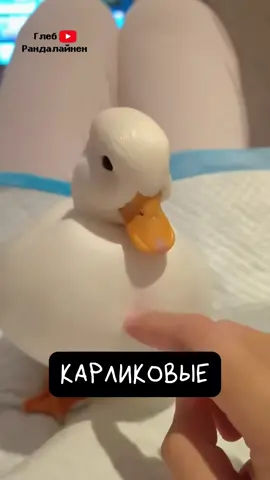 Карликовые Утки (Call Ducks) — ТОП питомцы 🦆
