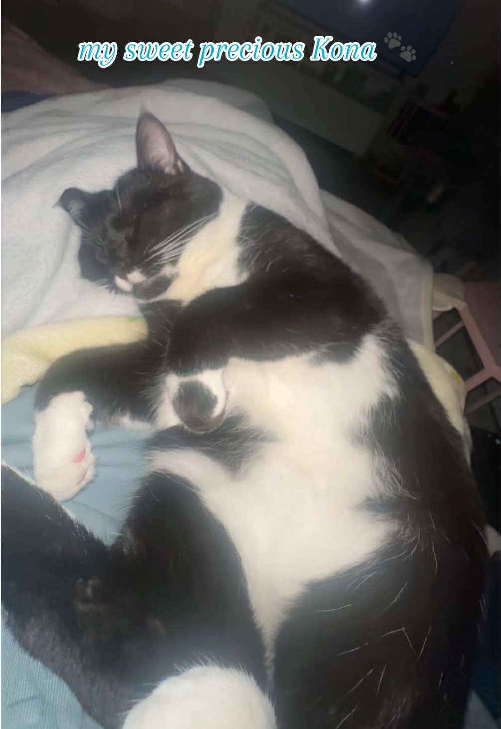 such a little cuddle bug 🫶🏼 my bby is almost one 🐾 #cat #catmom #boycat #baby #meow #cattok 