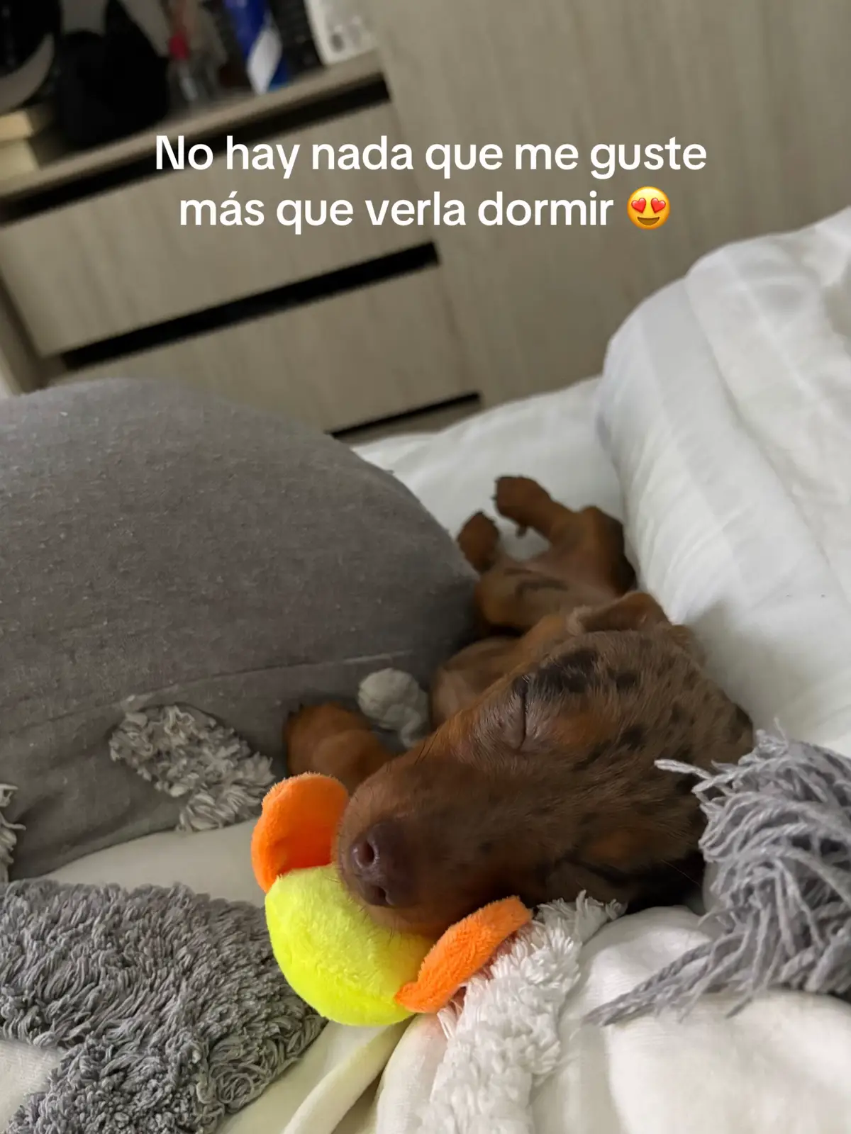 Cuando duerme, parece que todo está bien en el mundo 😍😍😍 #rancherita #salchicha #puppy #perro #perrosalchicha #teckelpuppy #dachshund #mascotas #teckel #amorperruno #amor #dormir #cachorro 