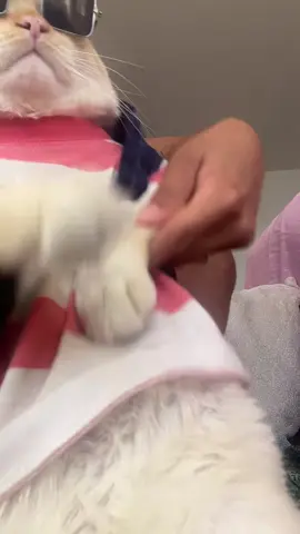 #catsoftiktok #reggaeton 