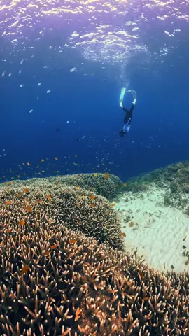 📍GILI MENO #giliislands #gilitrawangan #gilimeno #lombokindonesia #fyp #fypviralシ #explore #underwater #underwaterphotography #freedive #freediving #freedivinggirl #ocean #traveling #wonderfullindonesia #beautyfulindonesia 