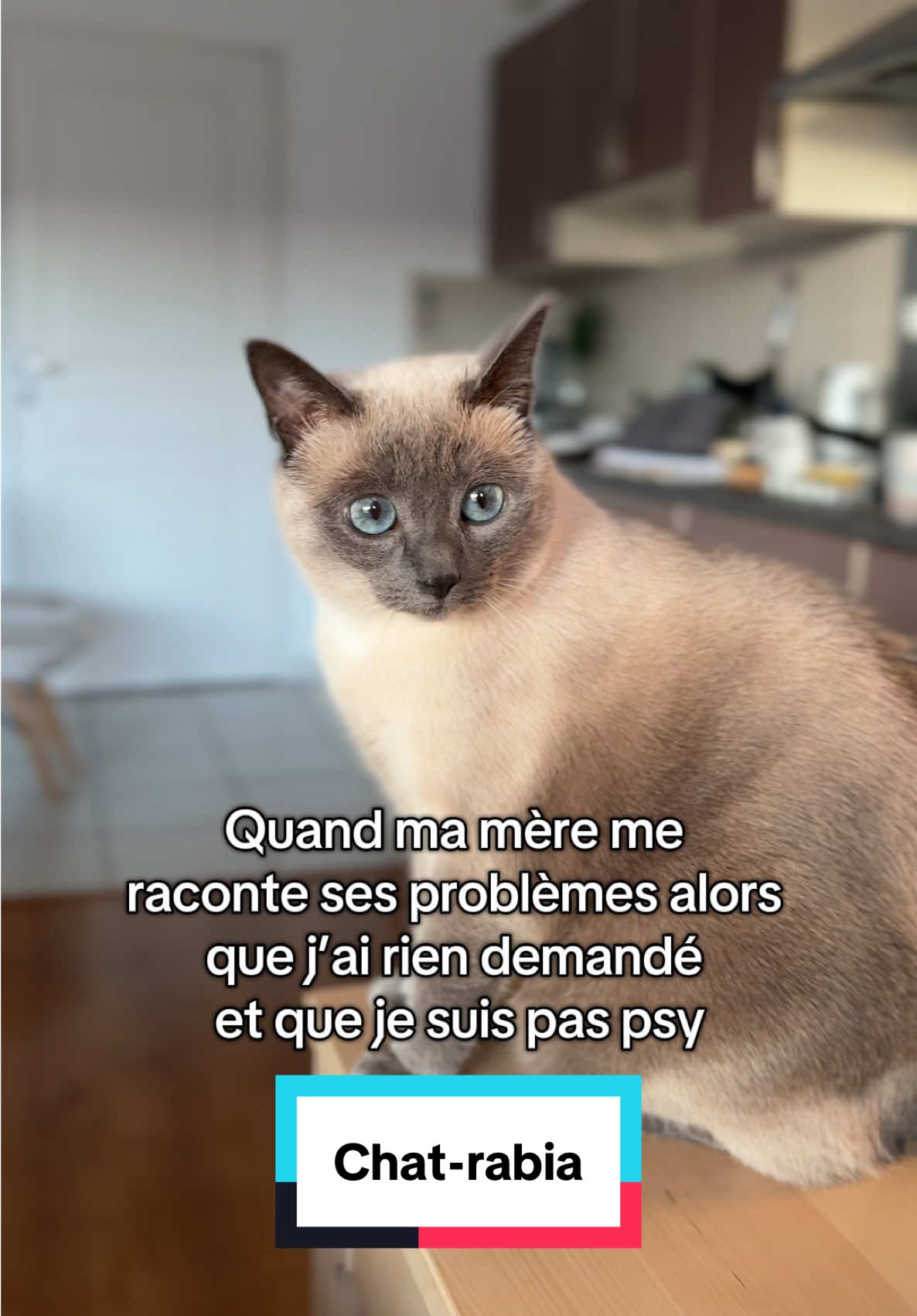 Arrête ton chat-rabia et envoie les croquettes 😹 #chat #cat #chatmignon #cute #catlover #chatdetiktok #chatdamour #chatsiamois #catoftiktok #siamesecat 