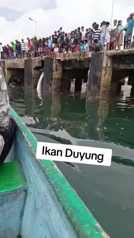 penampakan aneh masyarakat menemukan seekor ikan duyung di aliran sungai dan menangkapnya  #fypp #viralvideo  #real #ikanduyung #viraltiktok 