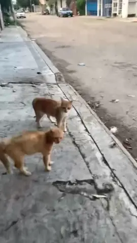 #funnyanimals #cuteanimals #pets #fyp 
