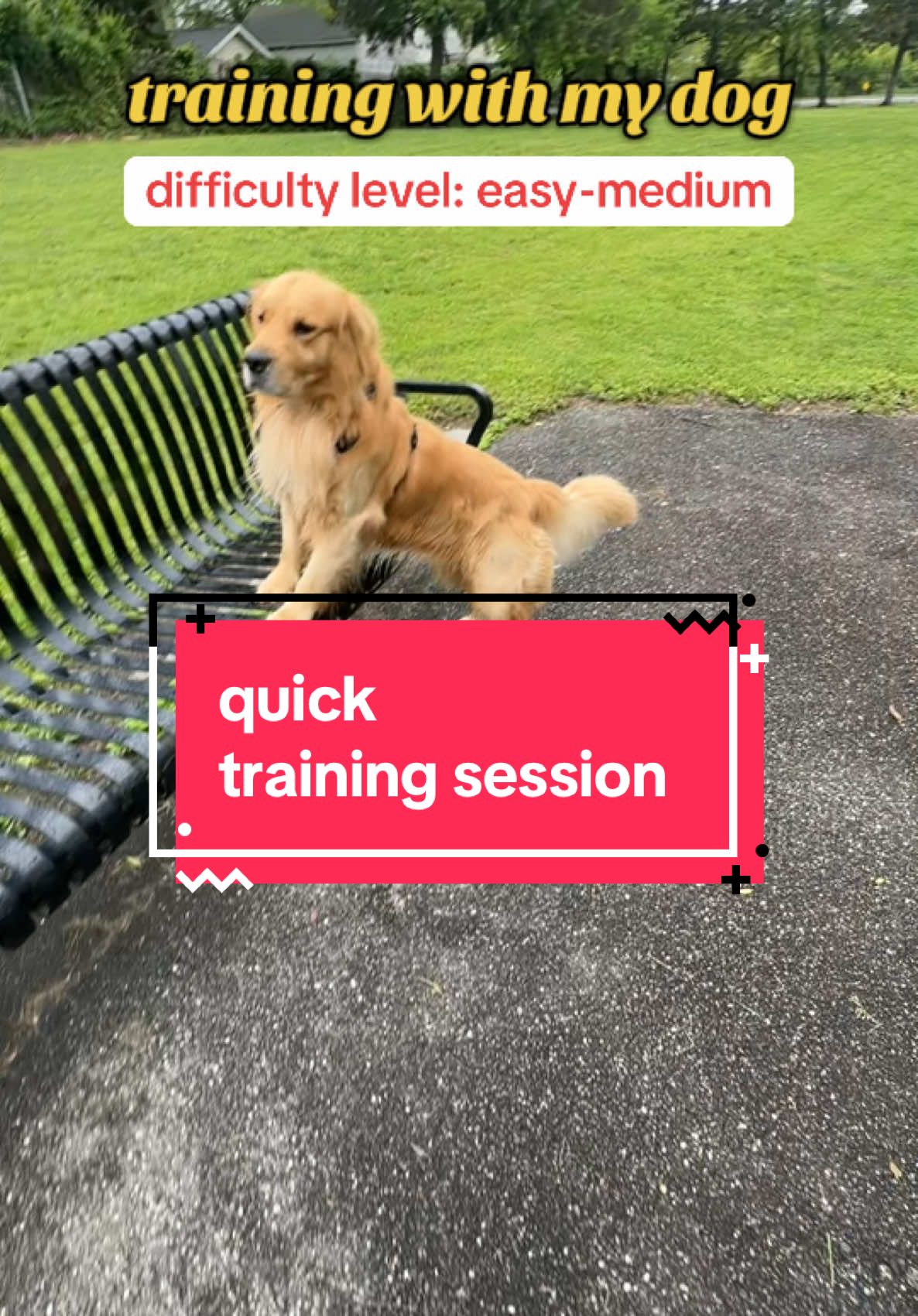 He loves our little training sessions! #goldenretriever #goldenretrieverlife #dogmom #dogsoftiktok #DogTraining #cutedog  
