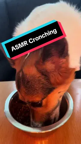 Eat dinner with me!! 🍴  #asmr #dog #dogsoftiktok #corgi #corgisoftiktok #chewing #crunchy 