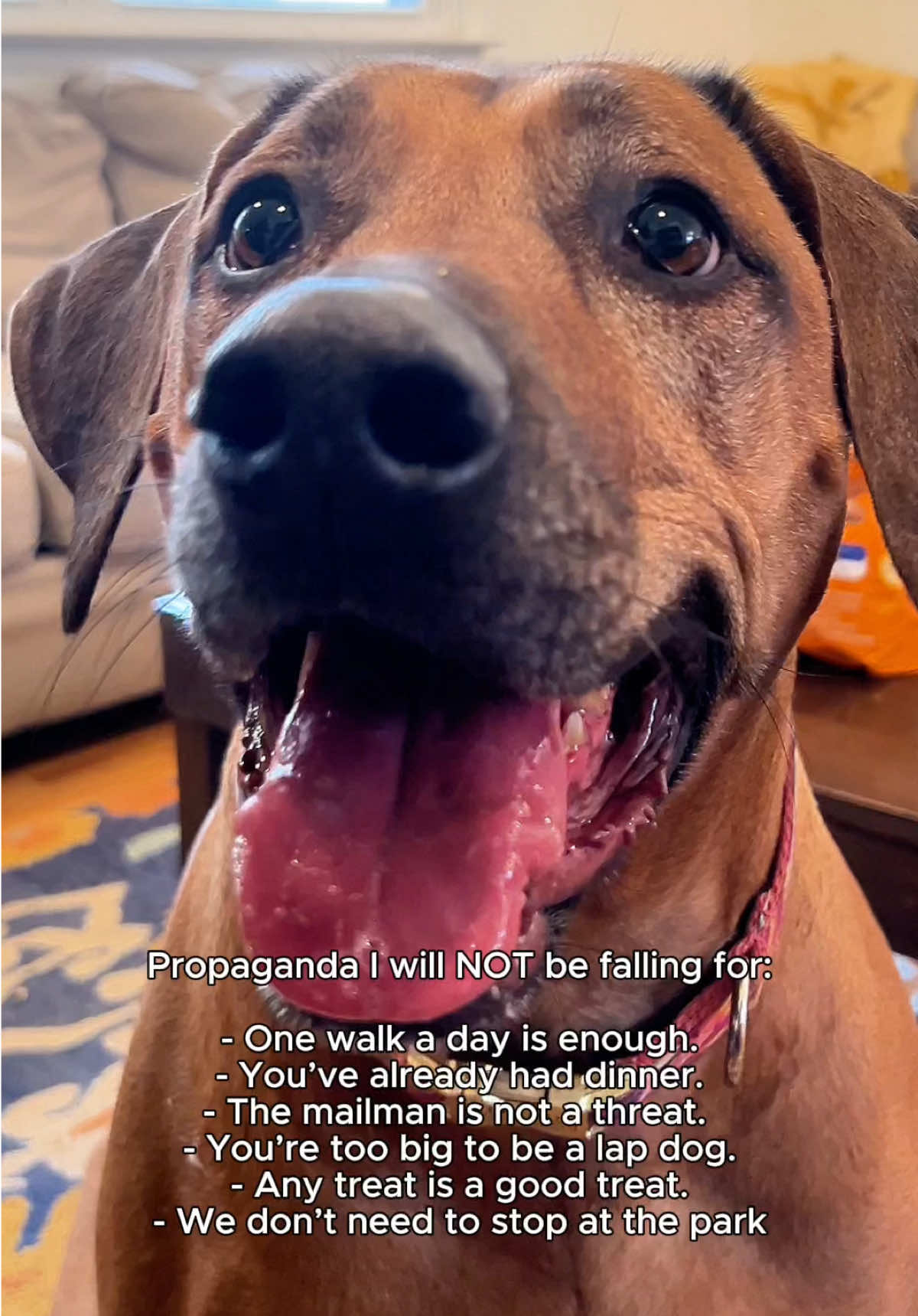 Heavy on number five. #hottake #dogtok #propaganda #propagandatrend #dogs #rhodesianridgeback #zestypaws 