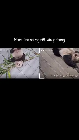 Có camera chạy bằng cơm 24/24 nên là bắt gọn mọi khoảnh khắc #ruibaohuibao #kangbao #songbao #熊貓 #panda 