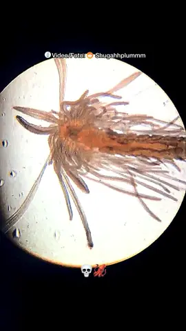 Que di4blos es esto? 💀🦑 #ciencia #microscopio #microorganismos #divulgacioncientifica #naturaleza #biologia #curiosidades #mundominiaturabio 