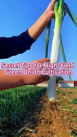 Secret tips for high-yield green onion cultivation. #garden #gardening #gardentips #gardening101 #gardentok #gardeninghacks #gardeningtips #plant #planting #plantlover #planttips #planttiktok #PlantTok #farmlife #farm #farmtok #farmer #farming #agriculture #agricultura 