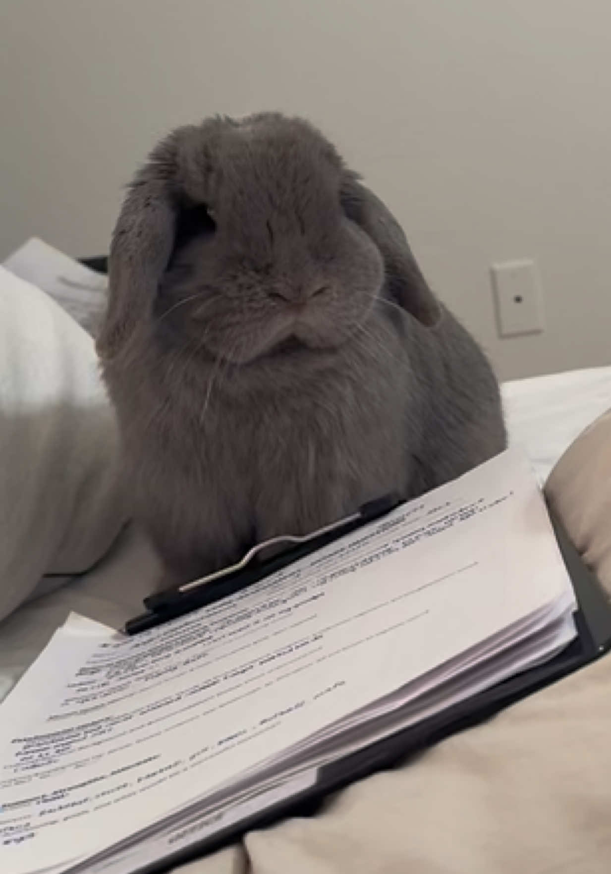 sorry for raising my voice tho bun :(