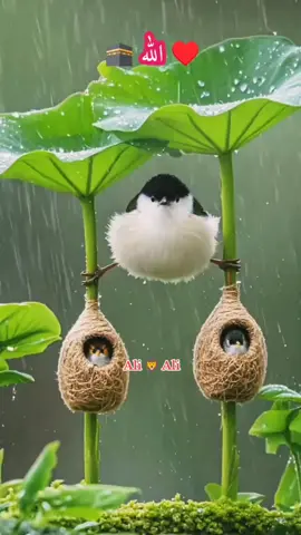 ♥️♥️ صبح اٹھ کے فجر دے ویلے 🌷🌷
