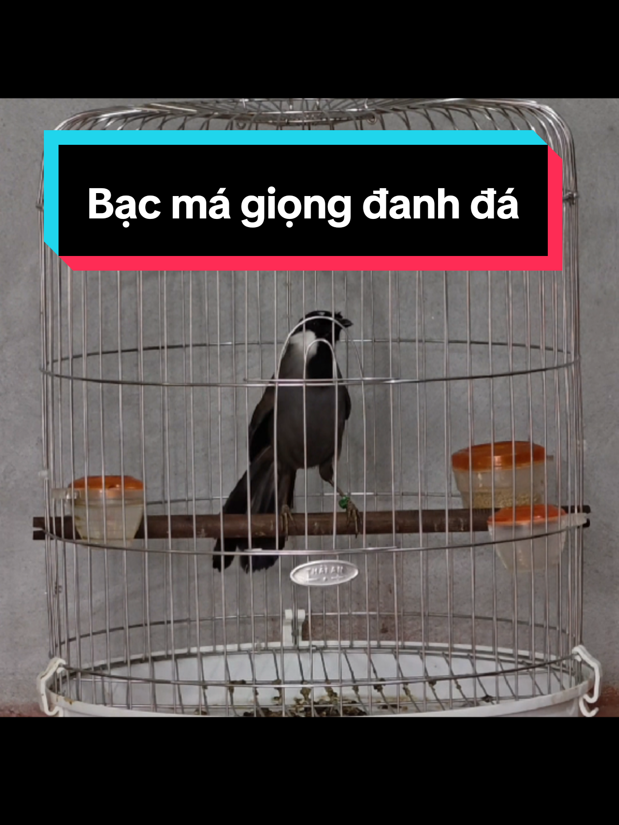 Bạc má quả giọng đanh đá #khuoubacma #khuouhot 