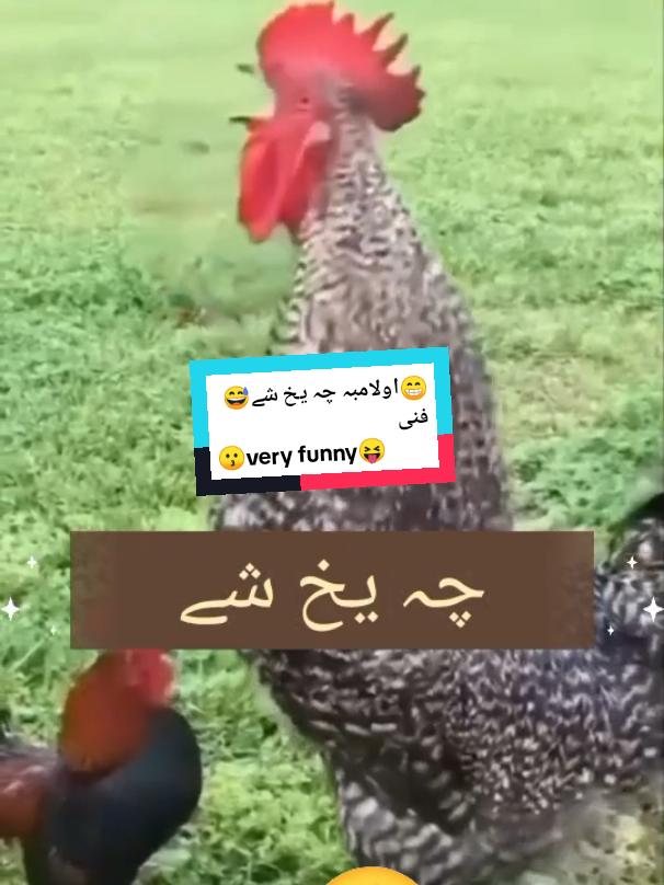 #احمدہ#فنی_ویڈیو #🐔🐓 #👈#funnyrooster #🐔🐓 😎#ChikenFunny 🐓🐔🐓#viralvideo #💚👍❤👈#foryou #fouryoupage 👈#Yahya❤Bacha😂👈 