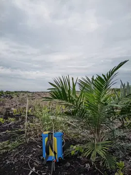 yakin aja dulu 🥰🌴#fypシ #petanisawit #tbm #sawitsumatra #sawitontiktok 