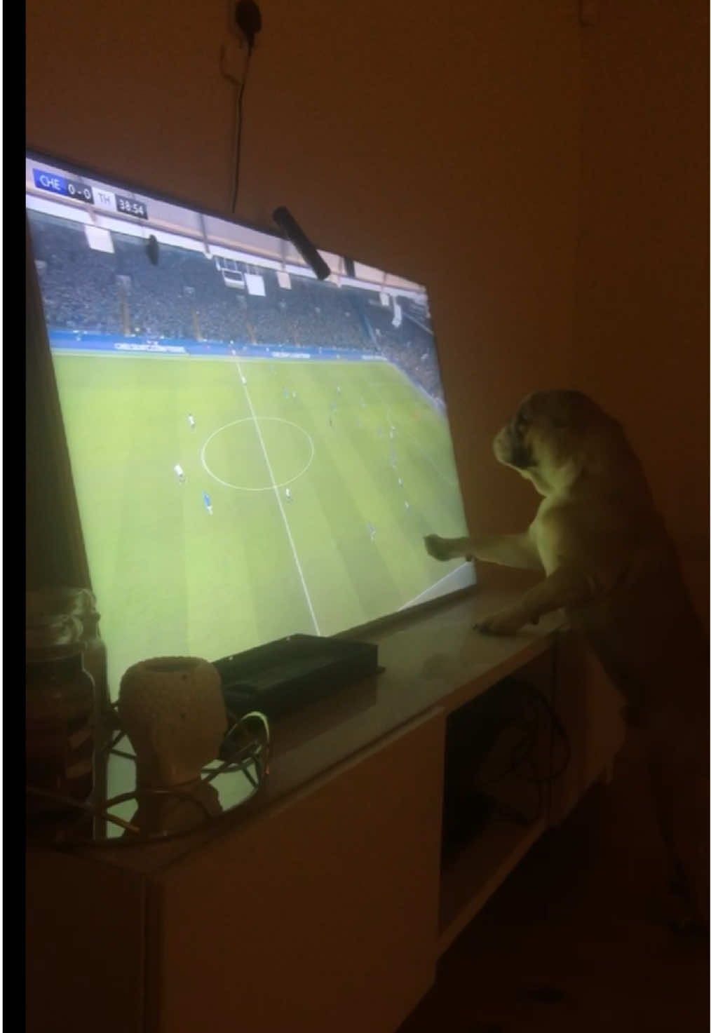 Tb to when my dog broke the tv🤣🤣🤣🤣#fyp 