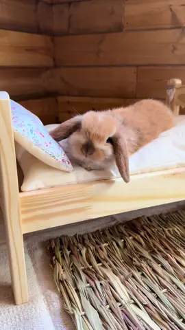 Tigger wants to show everyone his bed 🥺 #bunnytiktok #bunnytok #minilop #bunny #petbunny #PetsOfTikTok #winniethebunny #tiggerthebunny #prettylittlebaby 