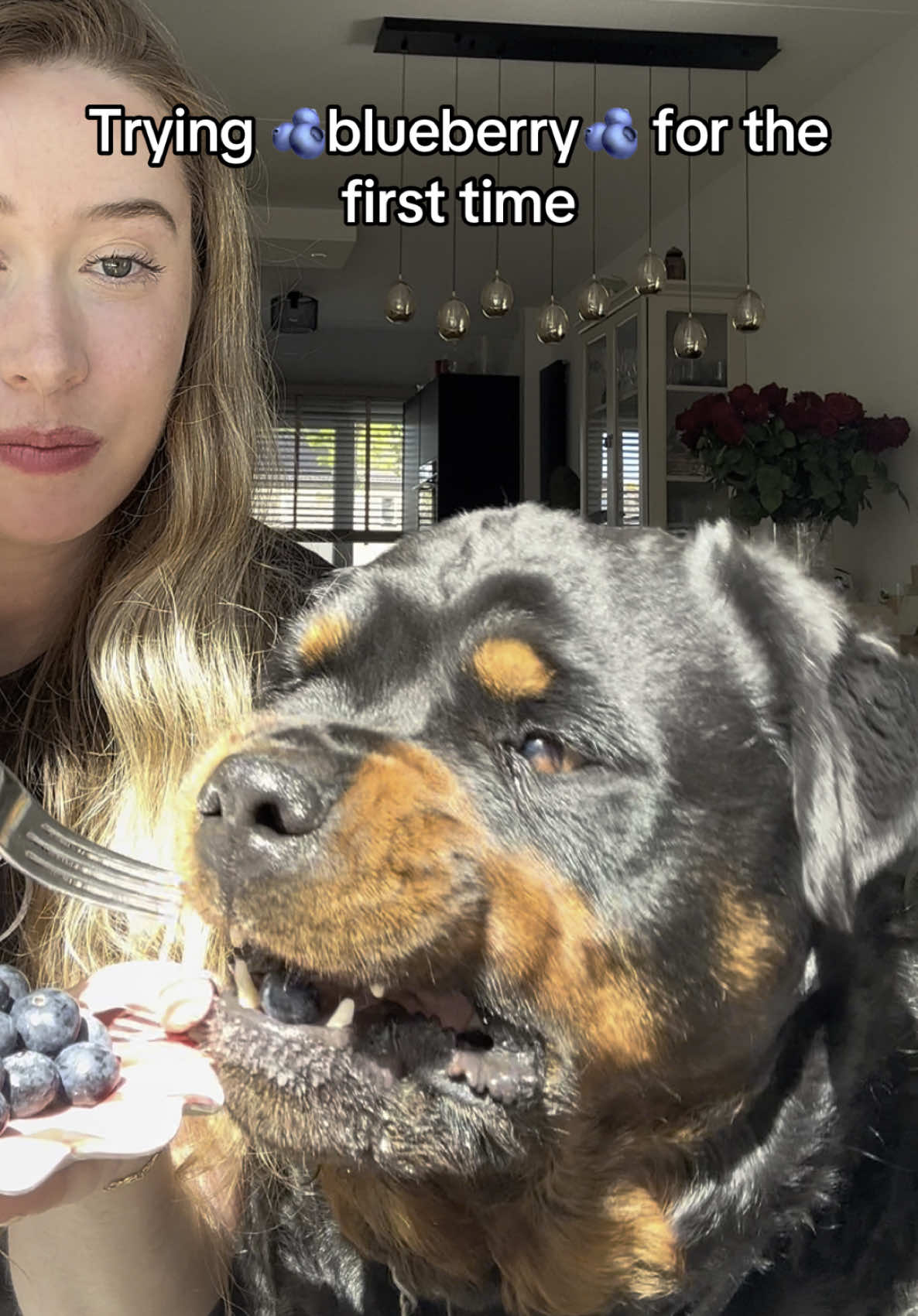 Trying blueberry’s for the first time🫐✨ #rottweiler #dogsoftiktok #fyp 