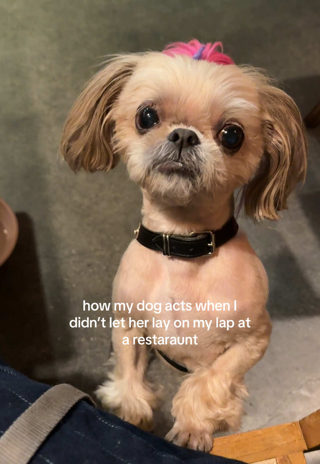 The eyes🥺 the tremors 🥺 she’s literally a baby not even a dog!! #dog #funny #humor #dogsoftiktok #dogsofttiktok #doglover #dogmom #dogsvideo #funnyvideos 