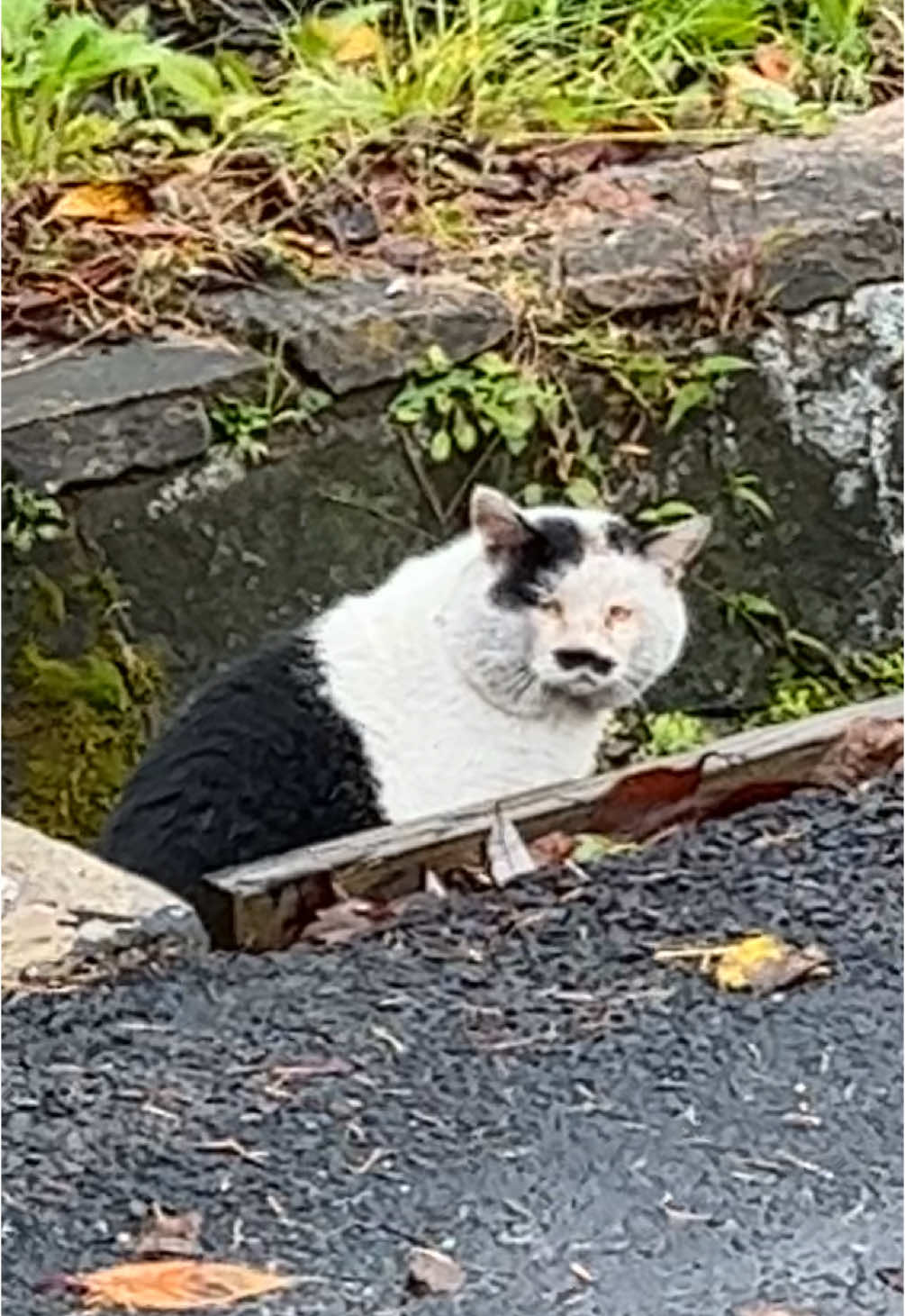Meowdolf Kitler spotted in the wild #fyp #fypシ゚ #foryoupage #funny #gym #gymbro #tren #trentwins #cbum #Fitness #bodybuilding #army #military #muscle #weightlifting #strength #navy #airforce #marine #marines #marsoc #ranger #rangers #CAV #cavscout #scout #19delta #infantry #11bravo #laugh #comedy #flex #popular #trending #trend #dance #viral #video #tiktok #miltok #killinbeanz 
