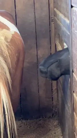 Lordy B and his teenage boy brain checking out the new rescue mare ##horsesofinstagram##horsetok##horsetrainer#