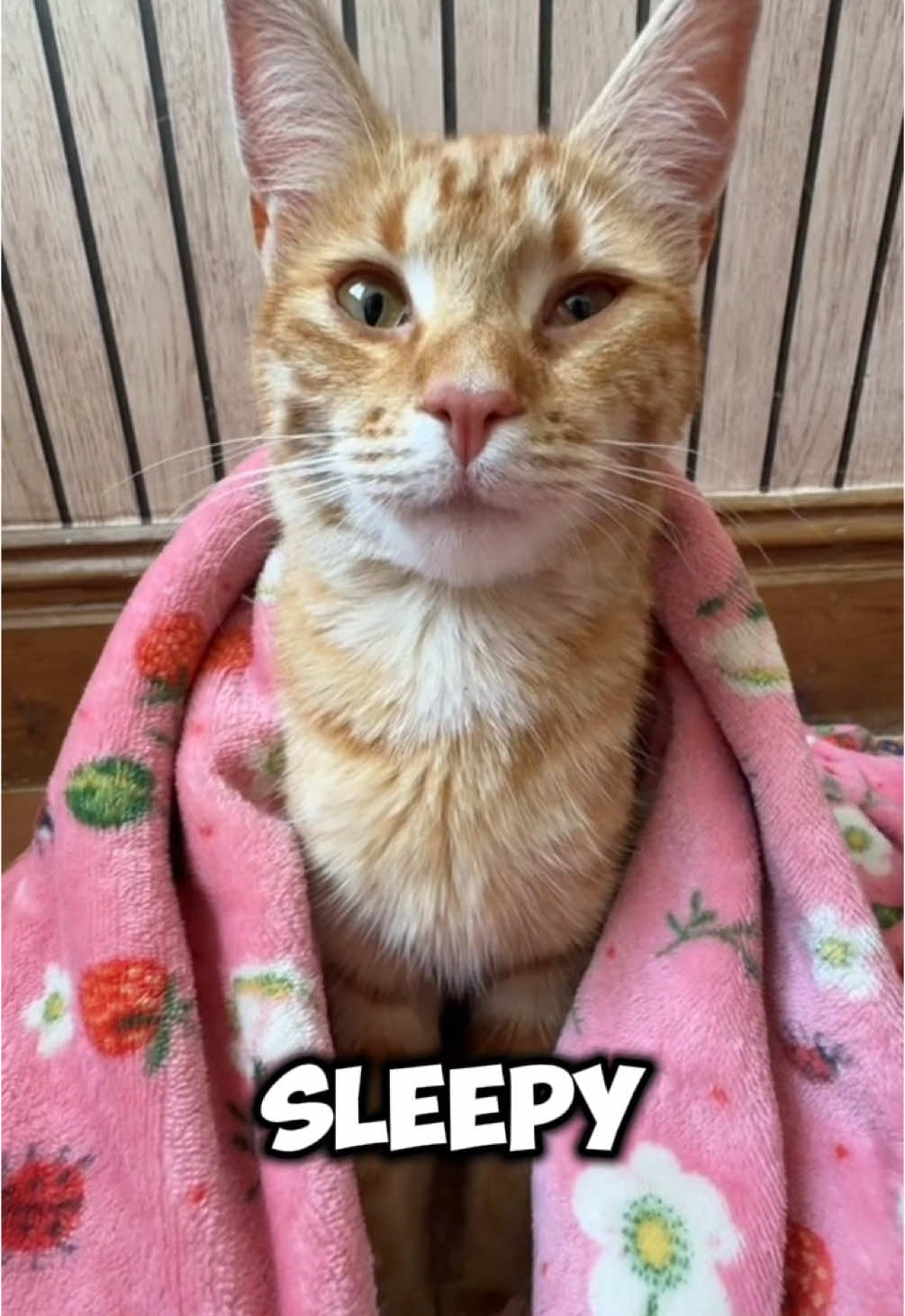 Go to sleepy #pets #cat #cute  #CapCut 