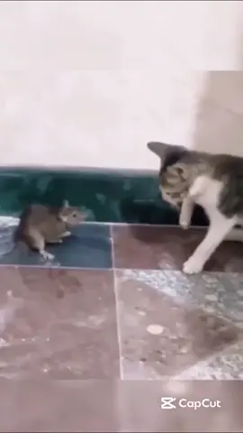 Cats vs rat 🐀 funny’s #fypviral #sofunny🤣🤣 #catsoftiktok #cat #funny #fyp #rat #tiktok #veryfunny 