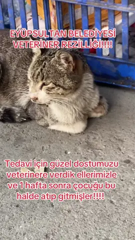 Bu durumun sorumluları kimlerse, hayvanlarımızın sağlığını bu kadar göz ardı eden bu yaklaşımı kabul edemiyoruz. Belediye yetkililerinden bu konuda ivedilikle bir açıklama bekliyoruz. Lütfen can dostlarımızın sesi olun ve bu gibi ihmallerin önüne geçilmesi için destek verin! #foryoupage❤️❤️ #fyppppppppppppppppppppppp 