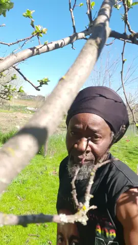 #rastafariamusic #rootsandculture #reggaemusic #lioninhiskingdom #burningspear #dreadman 