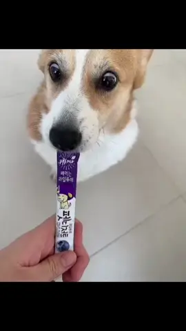 My pretty little dog😍  #dogsoftiktok #pilotsoftiktok #doglovers #aviationlovers #goviral 