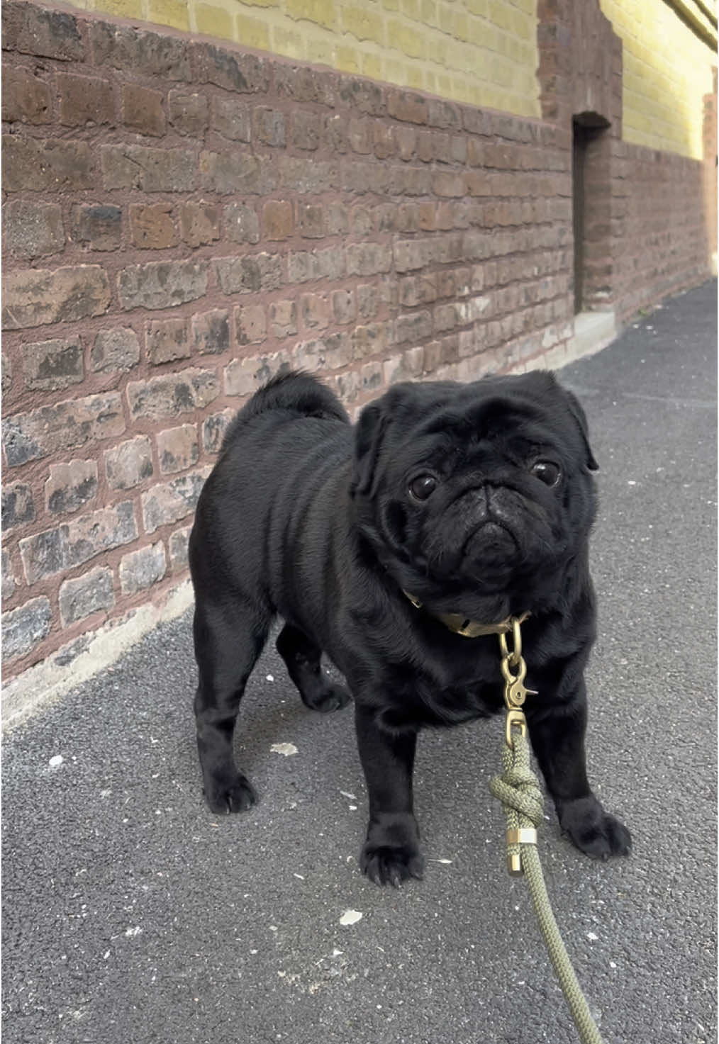 🌞 #pug #carlin #blackpug #pugsoftiktok #chienmignon #pugworld #dogsoftiktok #puglife #carlinchien 