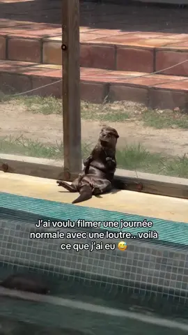 Une journée normale avec une loutre.. j’étais pas prêt 😭🦦 #loutre #animaux #otter #animauxdecompagnie 