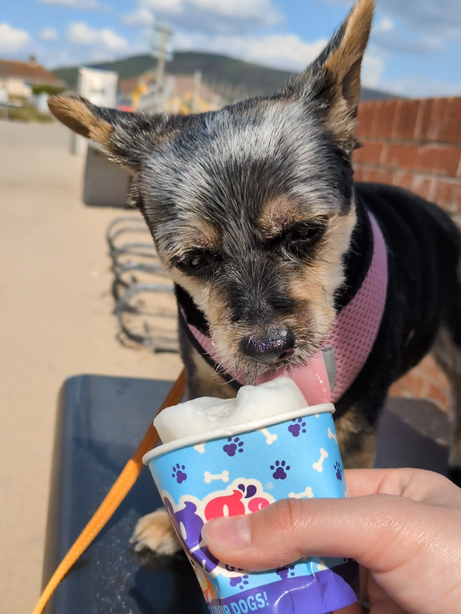 She's 8 today!!!🎈🎂 #fypシ #fyp #foryou #cookiethedog #birthday #icecream #cute #funny #viral #AJ #dogzinblanketz 