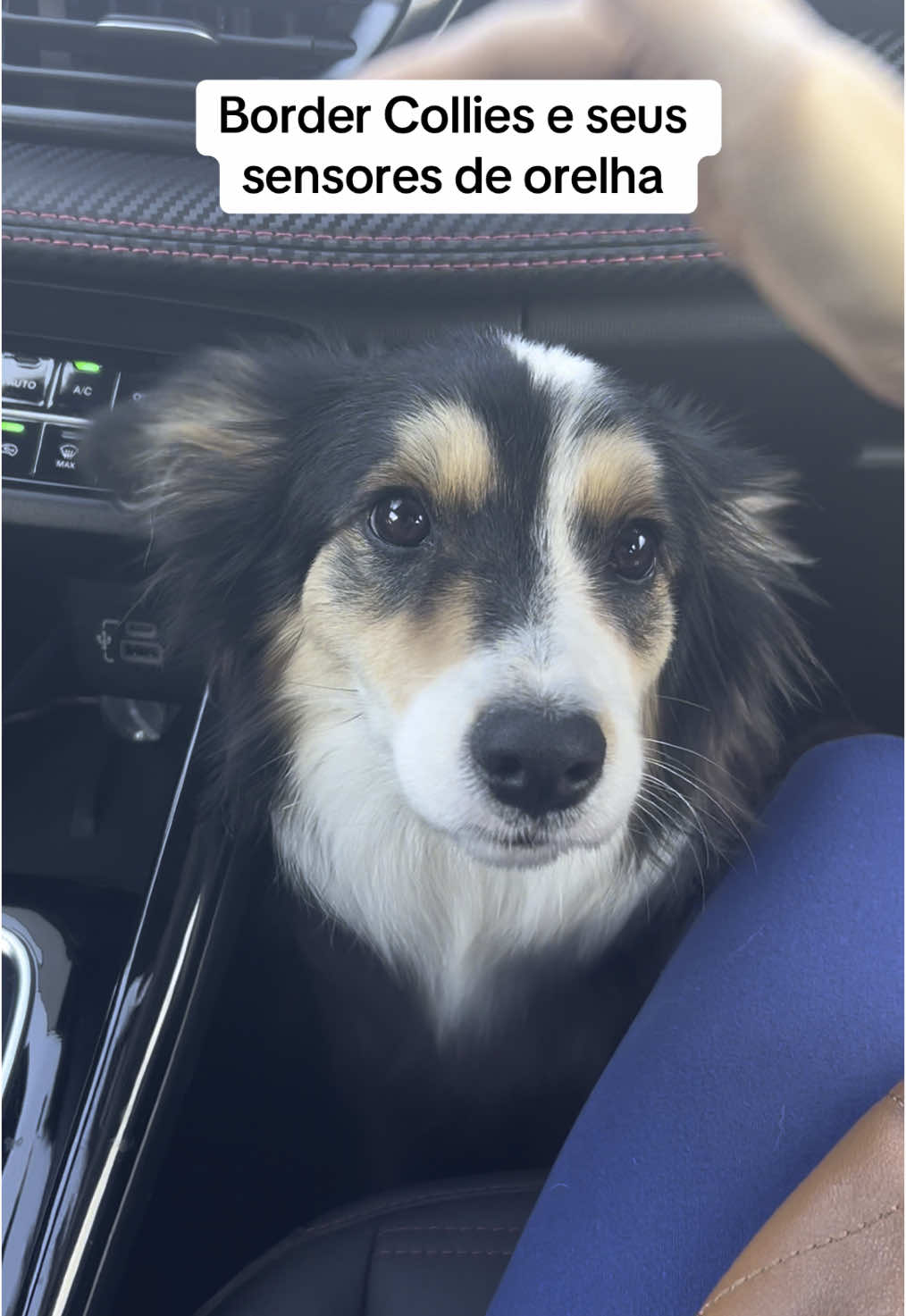 É configuração de fábrica 😂  #pet #bordercollie #PetsOfTikTok 