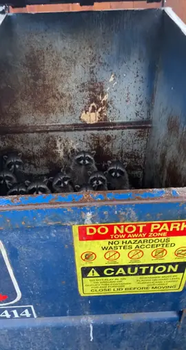 Paldo na naman.. #growagarden #growgarden #paldo #growgarde #raccoon 