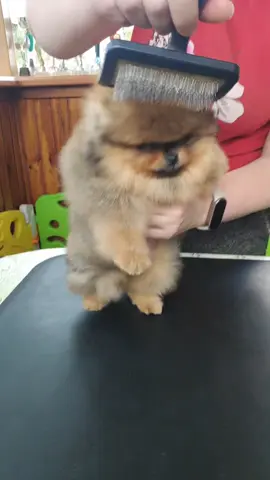 #praydpom #ктонассалнакровать #шпицпомеранский🐶 #pomeranian #померанскийшпиц #щенкишпица #купитьшпица #groomer #шпицуля #собака #pompom #грумер #ukraine #spitz #puppy #епучий #pom #dog #шпицмишка #пом 