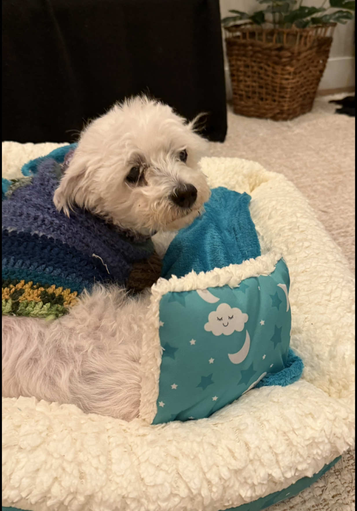 Quem ama pet vai entender… 😍 Comprei essa caminha PETE pro Kiko na Shopee e simplesmente AMEI! 💙 ✨ Dá pra usar dos dois lados, vem com uma almofadinha super fofa, manta aconchegante e ainda tem zíper pra facilitar na lavagem! O melhor é que posso levar ela pra qualquer canto da casa e o Kiko já sabe que é o cantinho dele. 🐶❤️ Aprovada por aqui! 🥰 📦 Achei na Shopee e valeu muito a pena! 👉 Me conta se você também tem esse cuidado cheio de amor com seu pet! 🐾💕 ⸻ #CamaPet #AchadinhosDaShopee #CamaPetLinda #PetAconchego #AchadosPet #KikoAprova #DicasDePet #MãeDePet #ShopeeAchados #PetFeliz #RotinaComPet