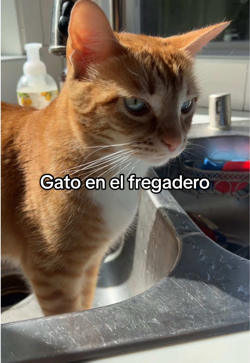 Mira mira! #gatos #gatostiktok #gatosdetiktok #cats #cat #catsoftiktok 