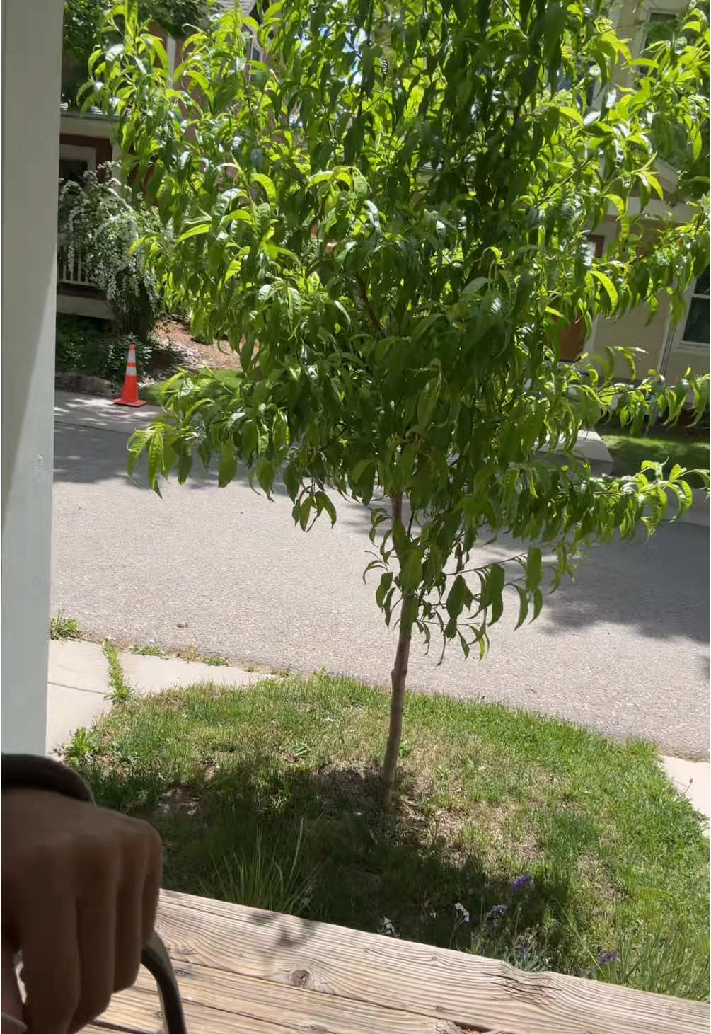I reccomend planting a tree  