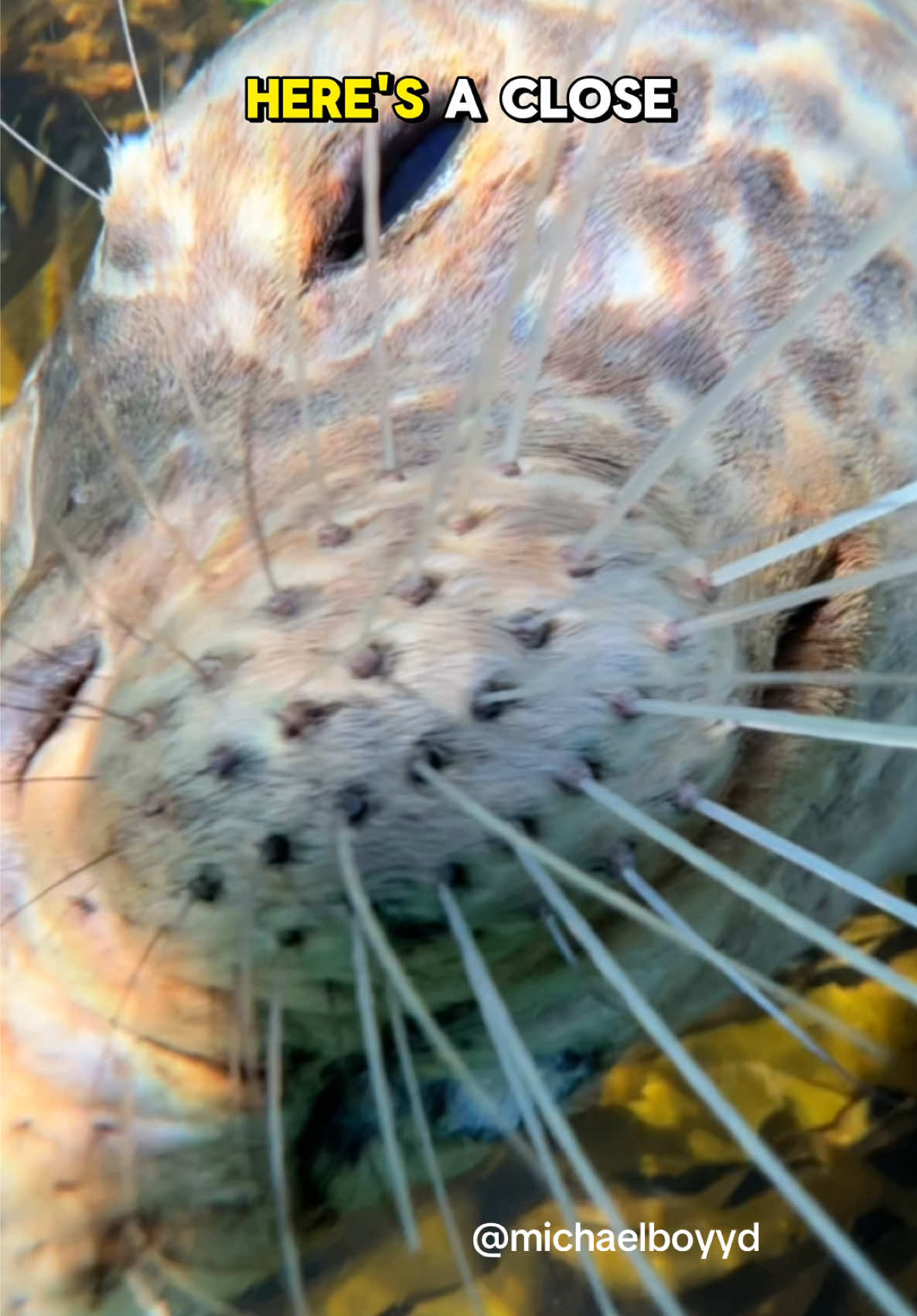 This seal has perfect whiskers #seal 