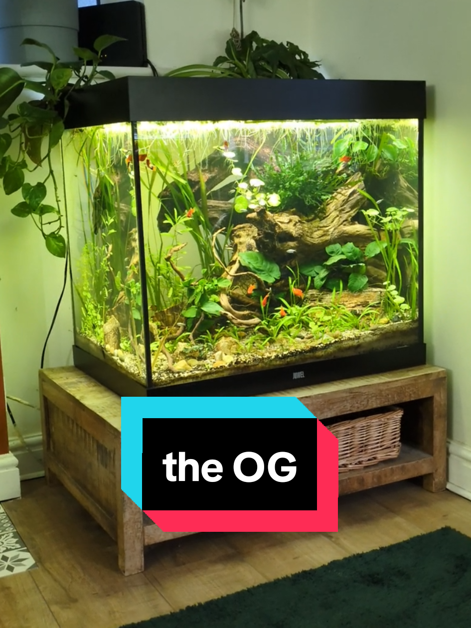 The OG is looking and feeling super serene this evening. The gold tetra add a lovely touch of class. #plantedtank #aqua #tropicalfish #aquarium #fish #underwater #plantedaquarium #fishtok #tropical #aquascape #fishkeeping #underwatertiktok #fishtank #fyp #foryoupage❤️❤️ #aestheticvideos