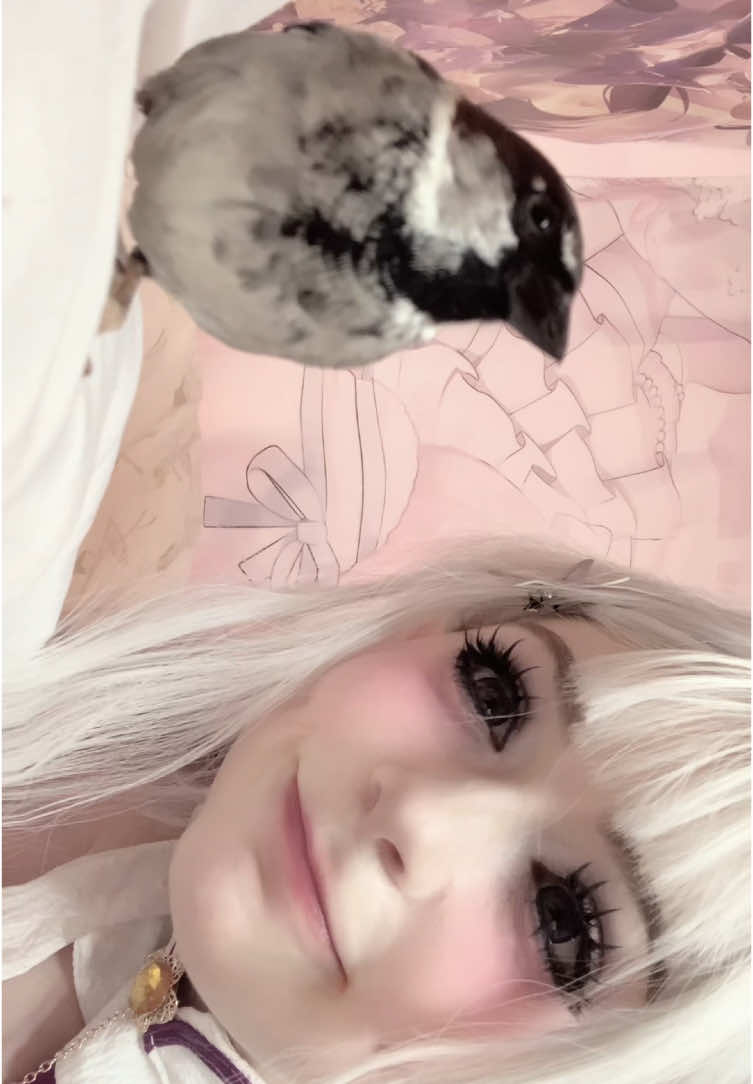i love my son #sparrow #housesparrow #emilia #rezero 